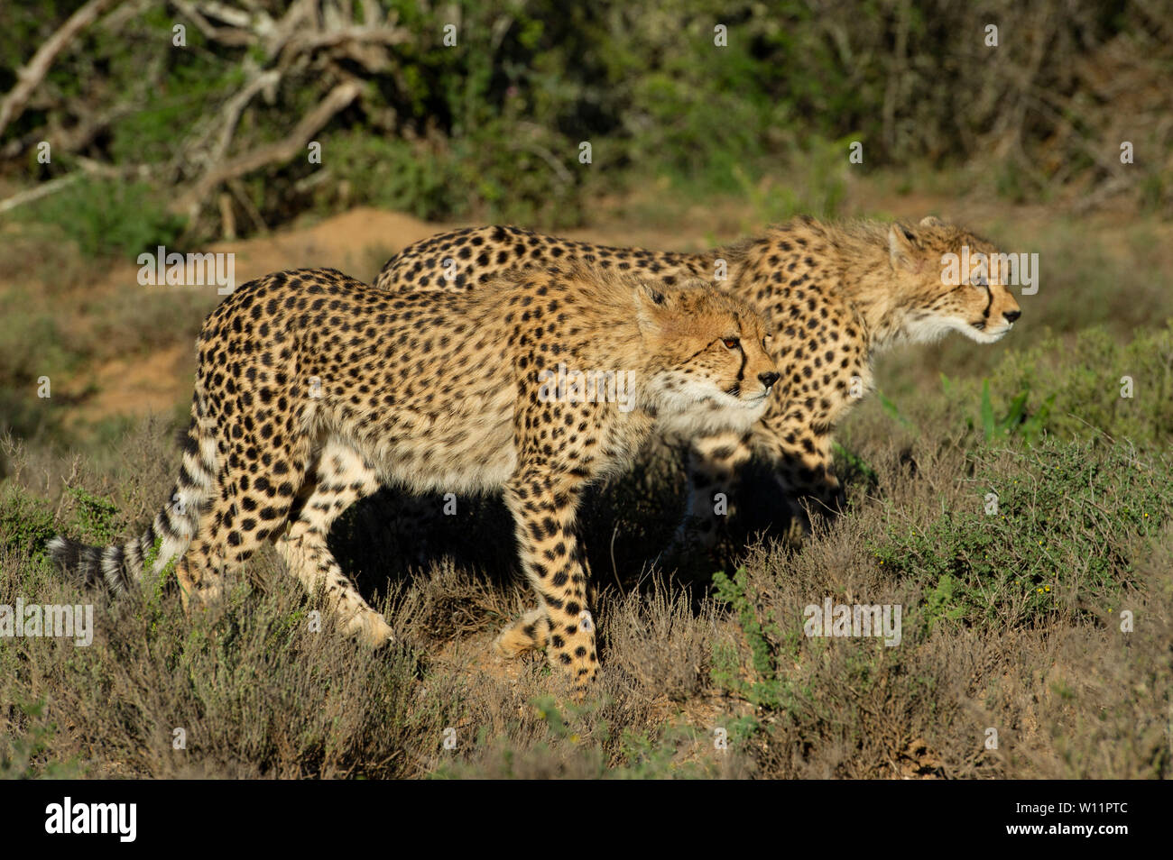 Le guépard, Acinonyx jubatus, Samara Game Reserve, Afrique du Sud Banque D'Images