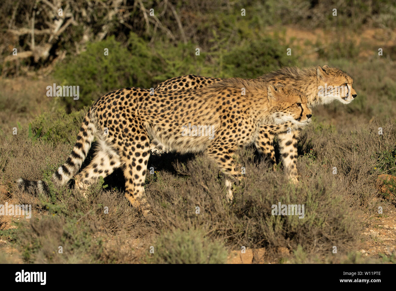 Le guépard, Acinonyx jubatus, Samara Game Reserve, Afrique du Sud Banque D'Images