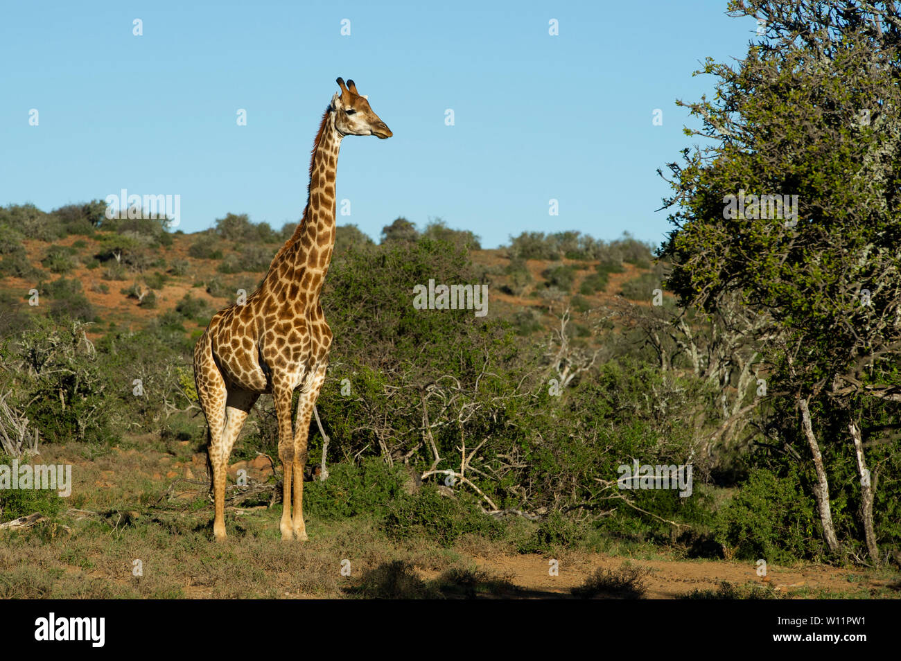 Le sud de la giraffe, Giraffa camelopardalis giraffa, Samara Game Reserve, Afrique du Sud Banque D'Images
