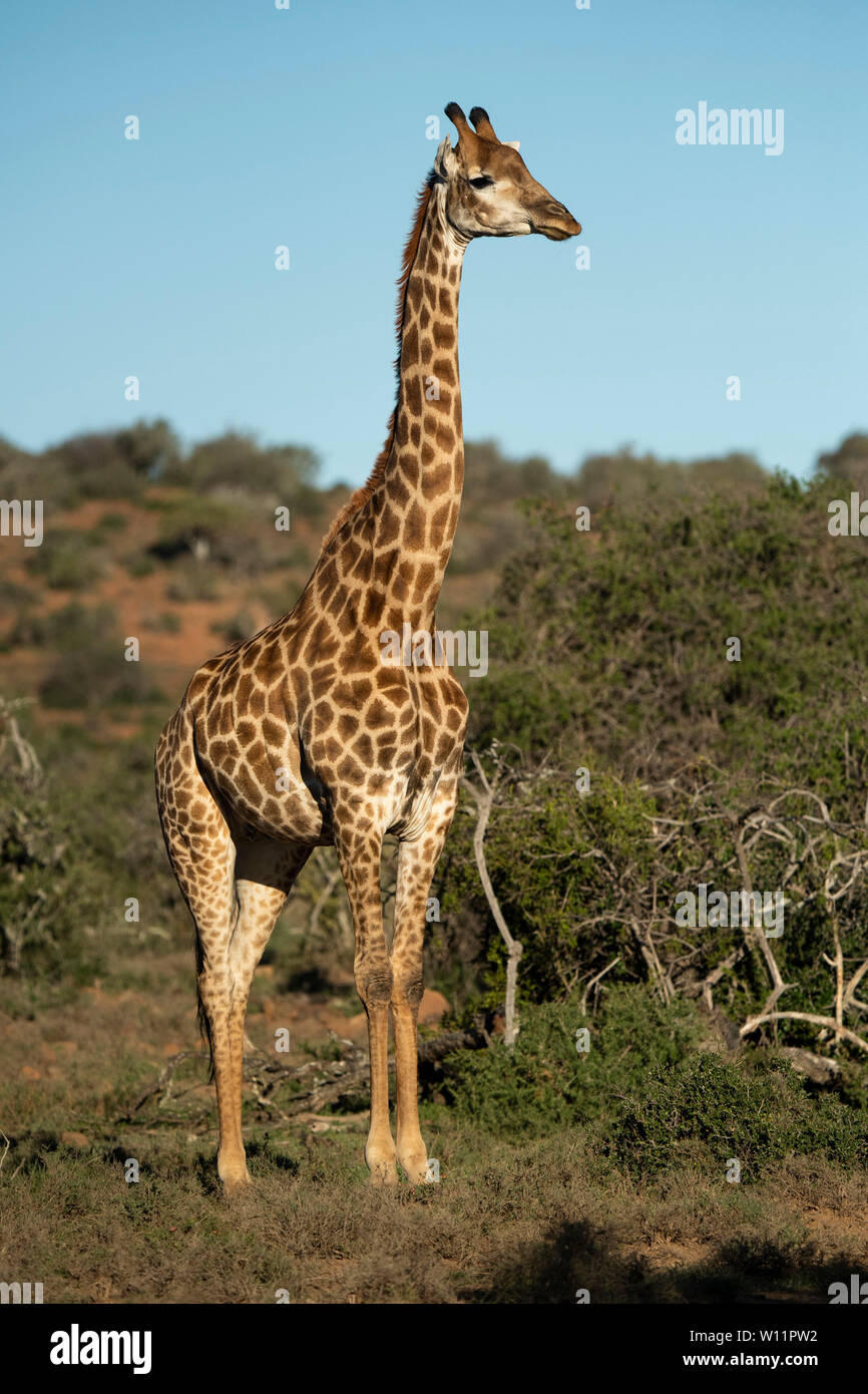 Le sud de la giraffe, Giraffa camelopardalis giraffa, Samara Game Reserve, Afrique du Sud Banque D'Images