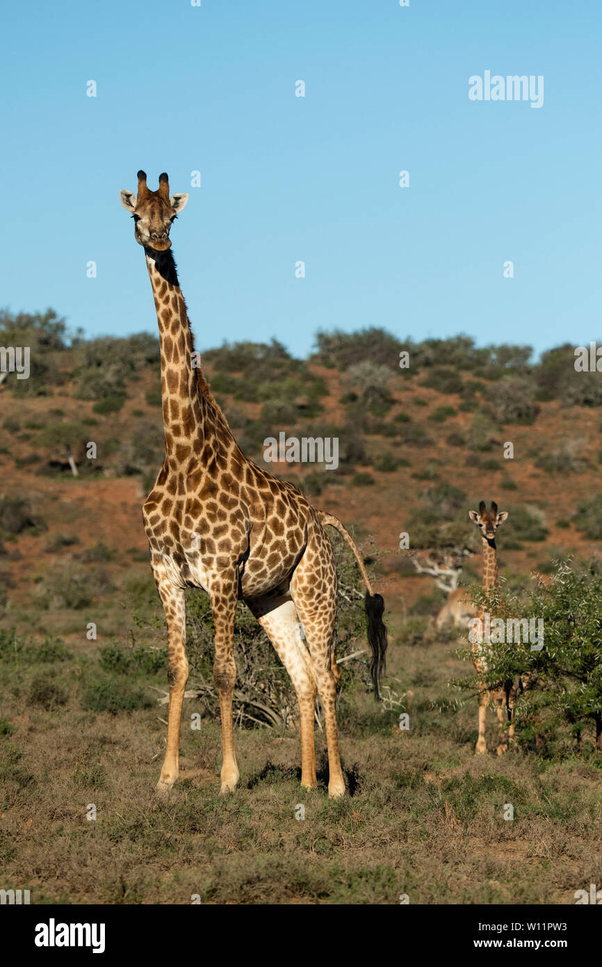 Le sud de la giraffe, Giraffa camelopardalis giraffa, Samara Game Reserve, Afrique du Sud Banque D'Images