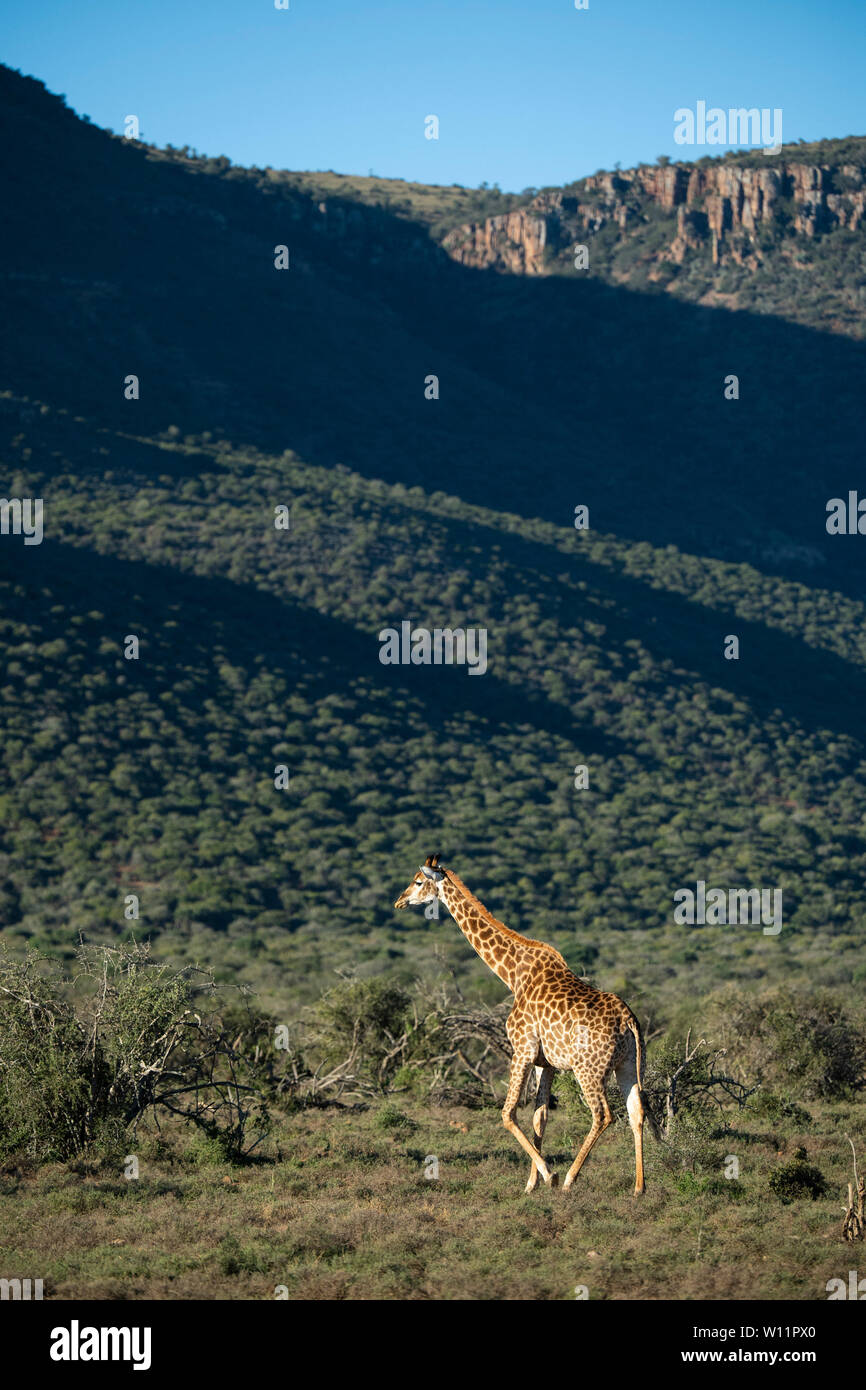 Le sud de la giraffe, Giraffa camelopardalis giraffa, Samara Game Reserve, Afrique du Sud Banque D'Images
