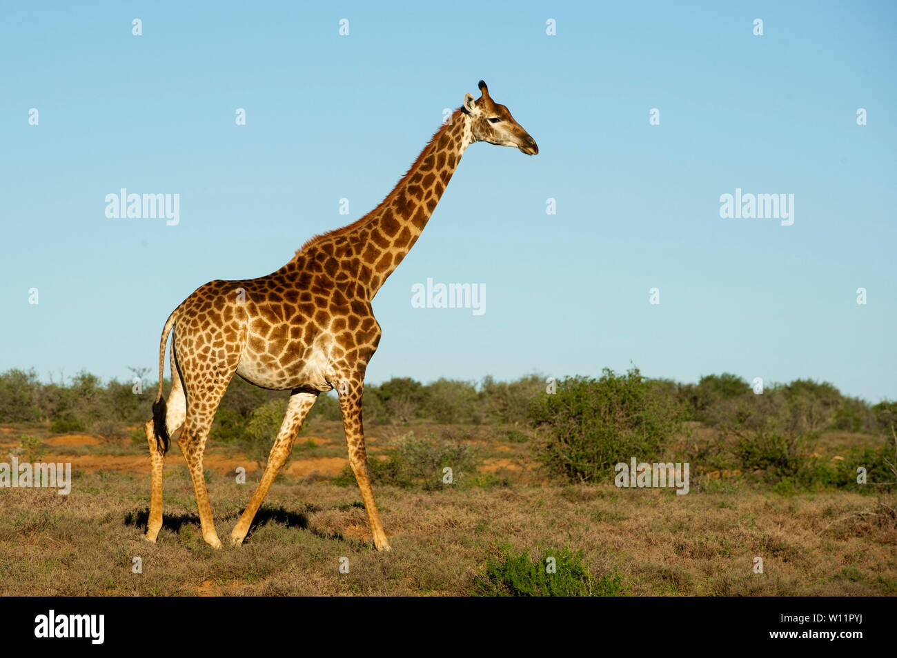 Le sud de la giraffe, Giraffa camelopardalis giraffa, Samara Game Reserve, Afrique du Sud Banque D'Images