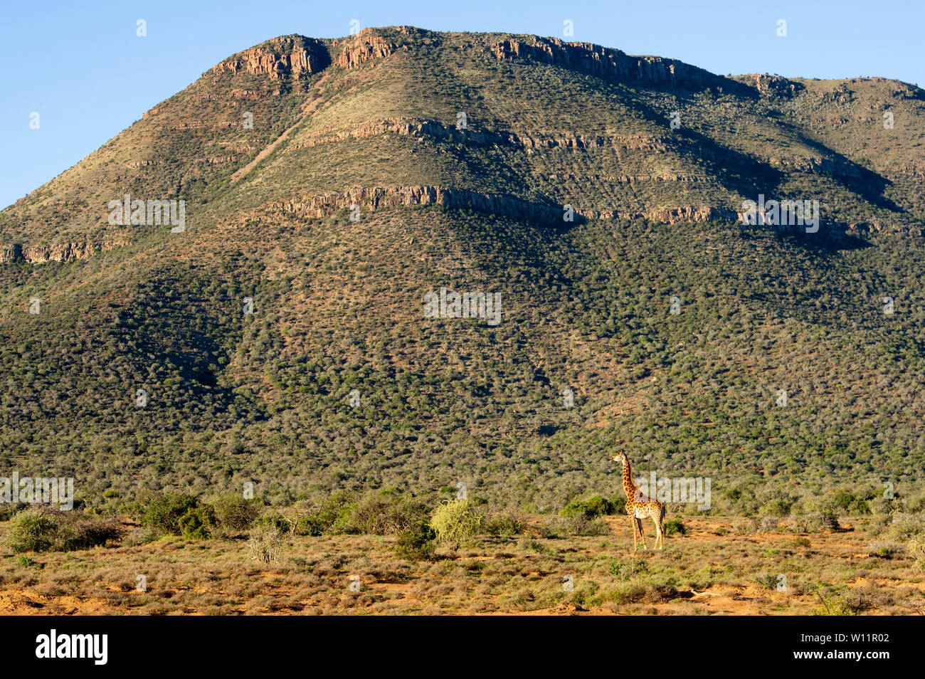 Le sud de la giraffe, Giraffa camelopardalis giraffa, Samara Game Reserve, Afrique du Sud Banque D'Images