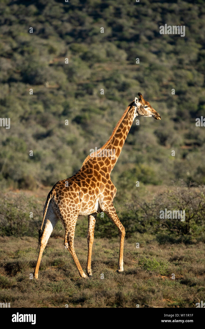 Le sud de la giraffe, Giraffa camelopardalis giraffa, Samara Game Reserve, Afrique du Sud Banque D'Images