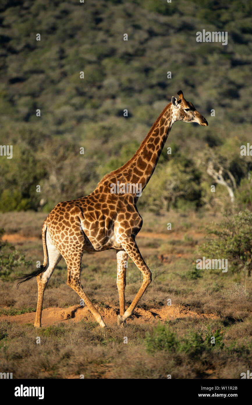 Le sud de la giraffe, Giraffa camelopardalis giraffa, Samara Game Reserve, Afrique du Sud Banque D'Images