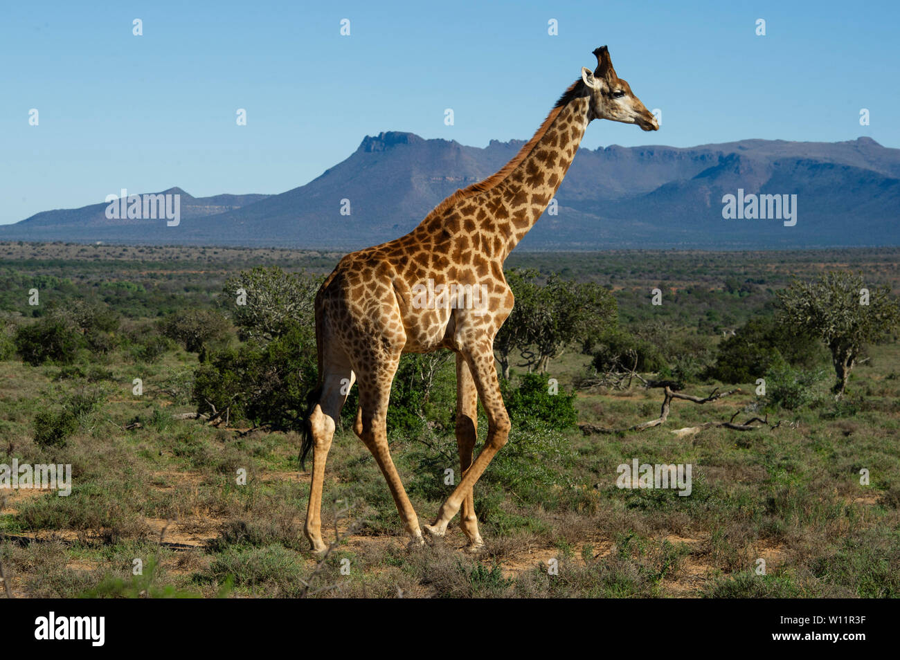 Le sud de la giraffe, Giraffa camelopardalis giraffa, Samara Game Reserve, Afrique du Sud Banque D'Images