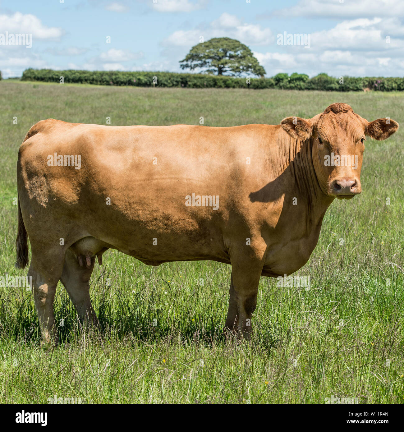 Le sud du Devon cow Banque D'Images
