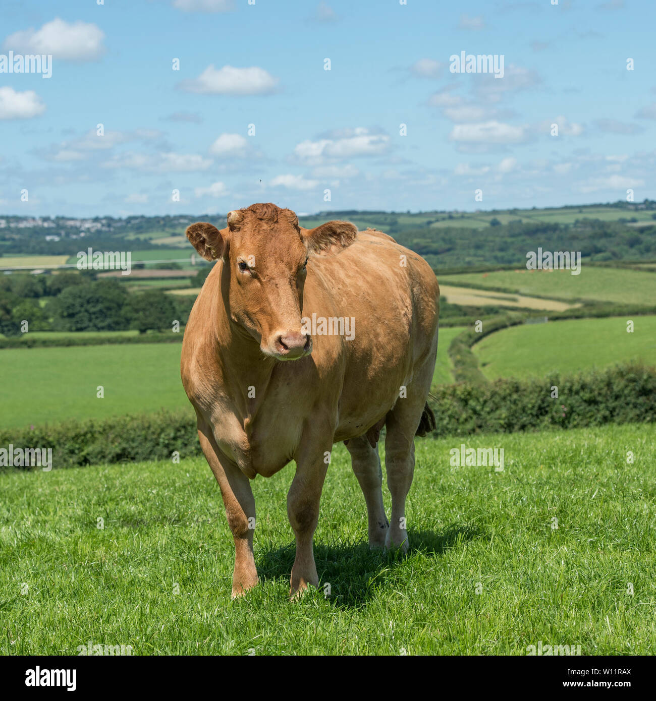 Le bétail du sud du Devon Banque D'Images