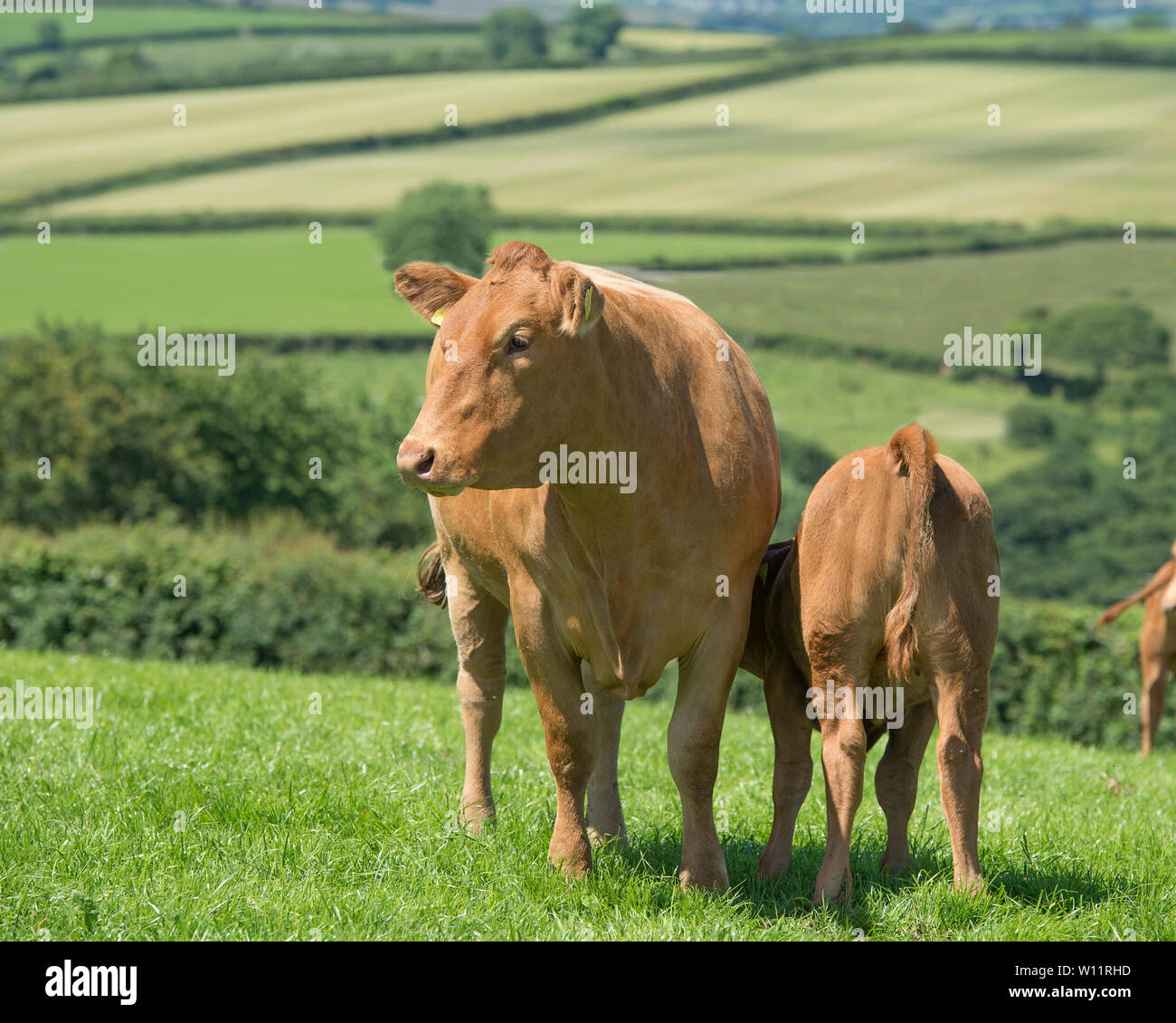 Le sud du Devon vache et veau Banque D'Images