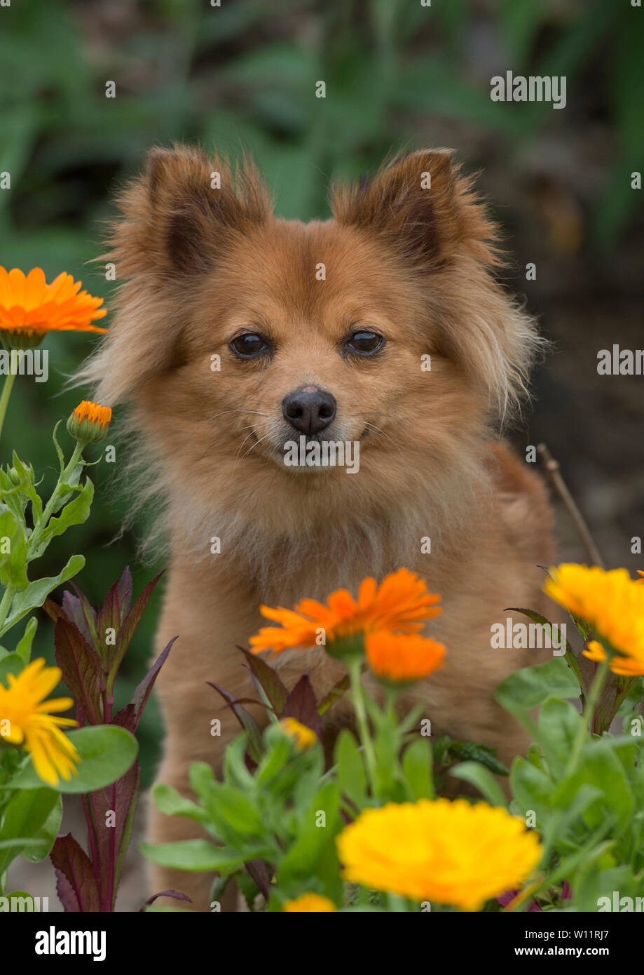 Chien pomeranian en fleurs Banque D'Images