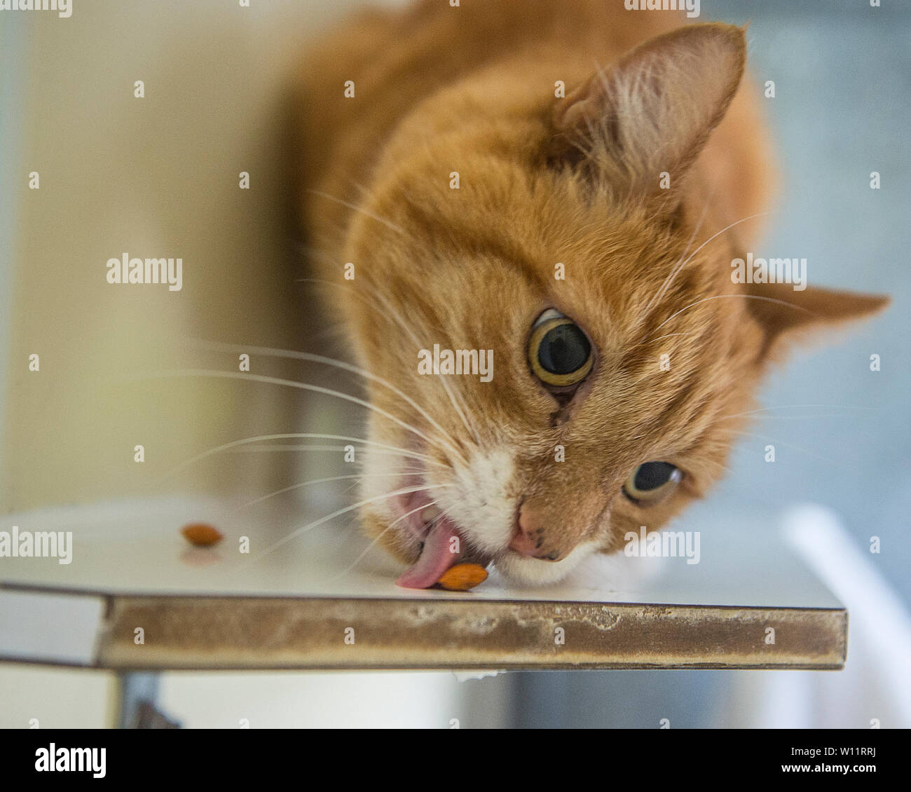 gâteries pour chats au gingembre Banque D'Images