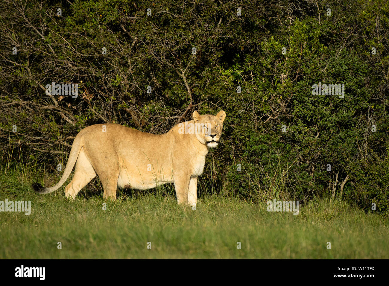 Lionne, Panthero leo, Sibuya Game Reserve, Afrique du Sud Banque D'Images