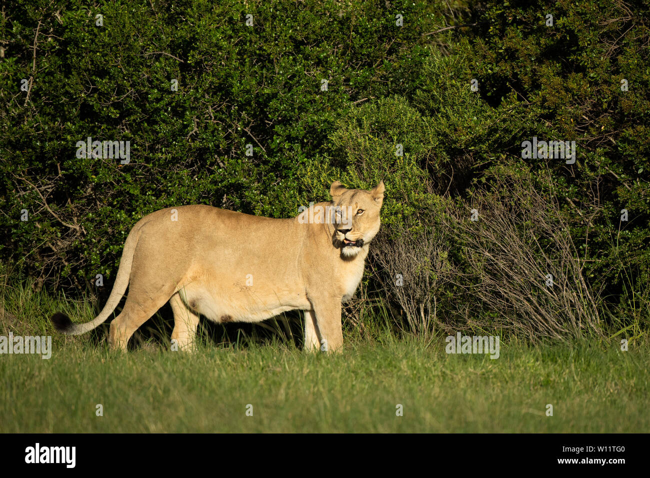 Lionne, Panthero leo, Sibuya Game Reserve, Afrique du Sud Banque D'Images