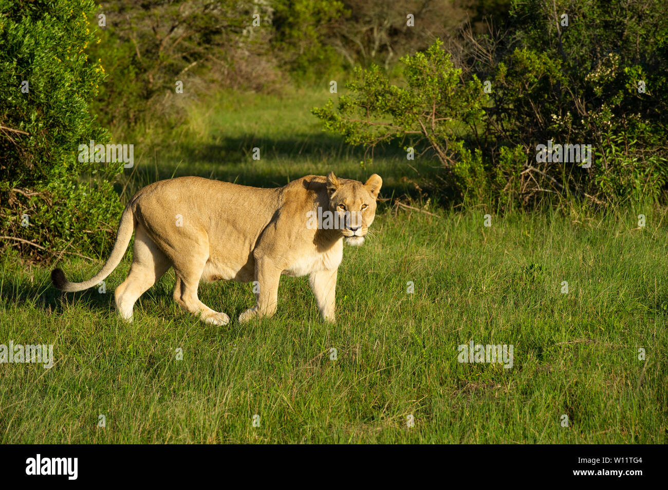 Lionne, Panthero leo, Sibuya Game Reserve, Afrique du Sud Banque D'Images