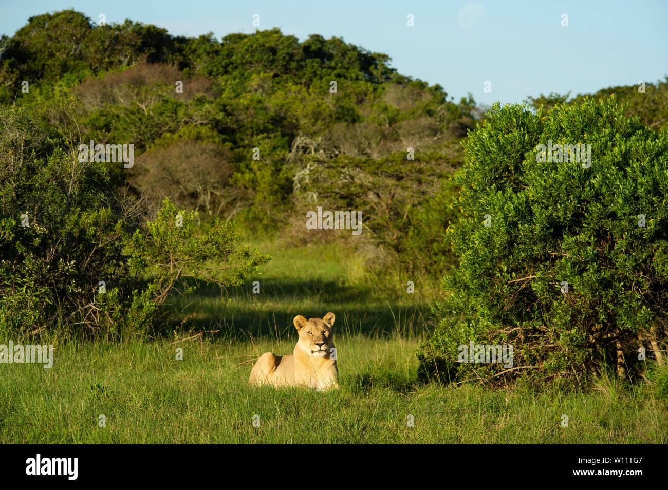 Lionne, Panthero leo, Sibuya Game Reserve, Afrique du Sud Banque D'Images
