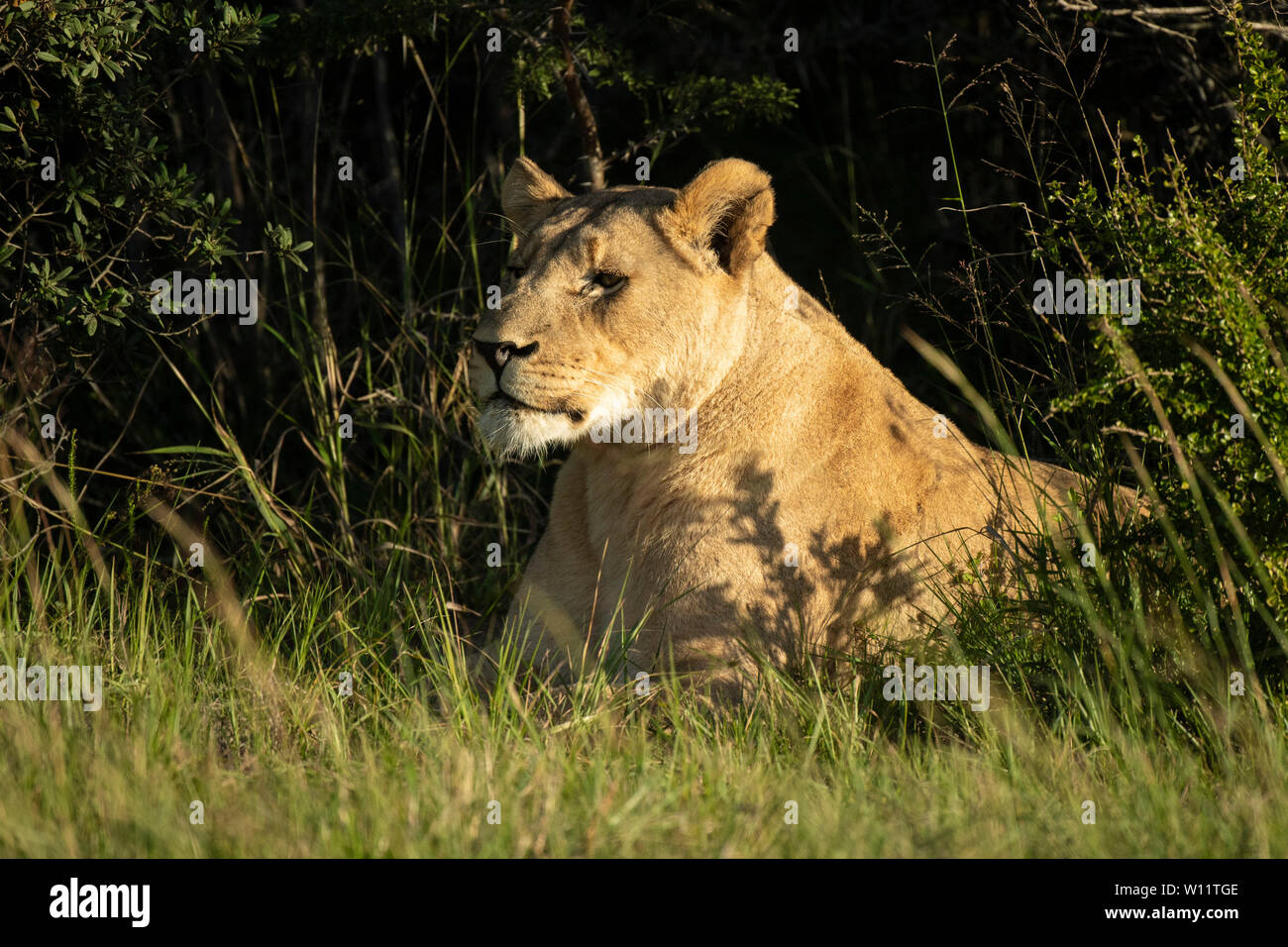 Lionne, Panthero leo, Sibuya Game Reserve, Afrique du Sud Banque D'Images