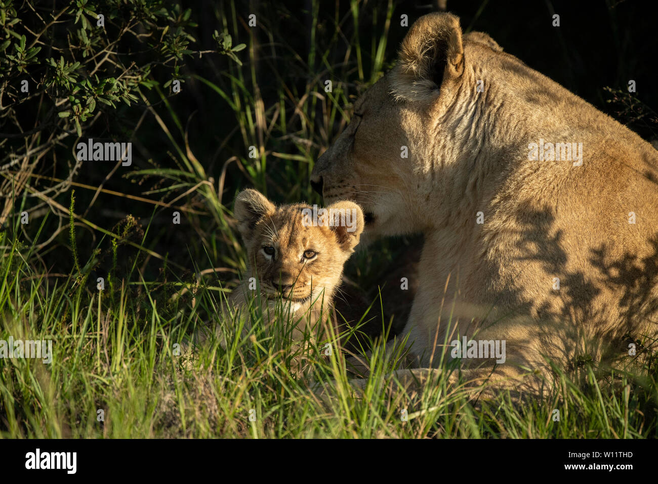 Lionne avec oursons, Panthero leo, Sibuya Game Reserve, Afrique du Sud Banque D'Images