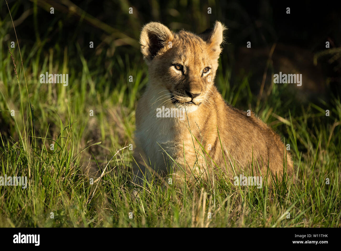 Panthero Lion cub, Leo, Sibuya Game Reserve, Afrique du Sud Banque D'Images