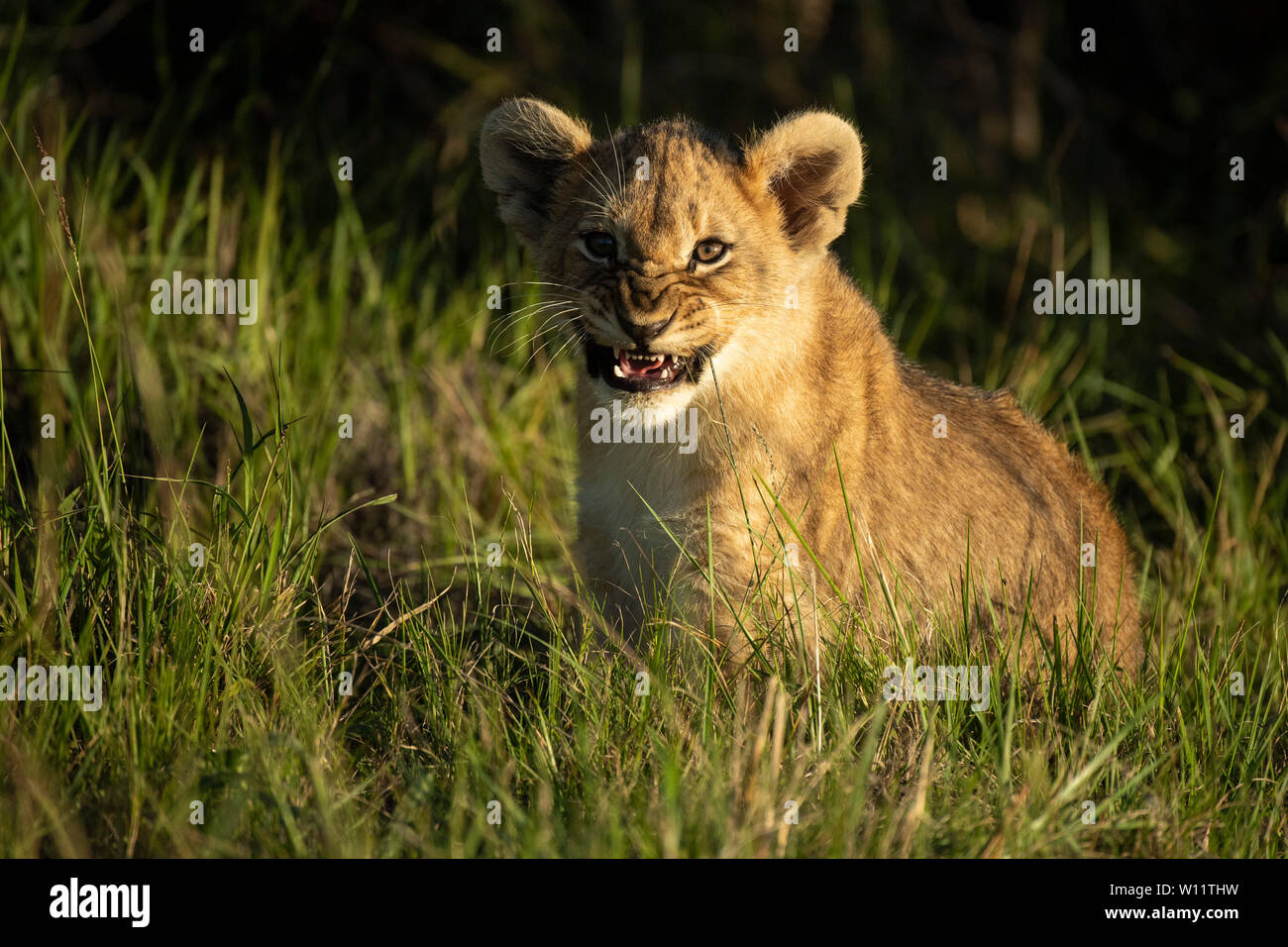 Panthero Lion cub, Leo, Sibuya Game Reserve, Afrique du Sud Banque D'Images