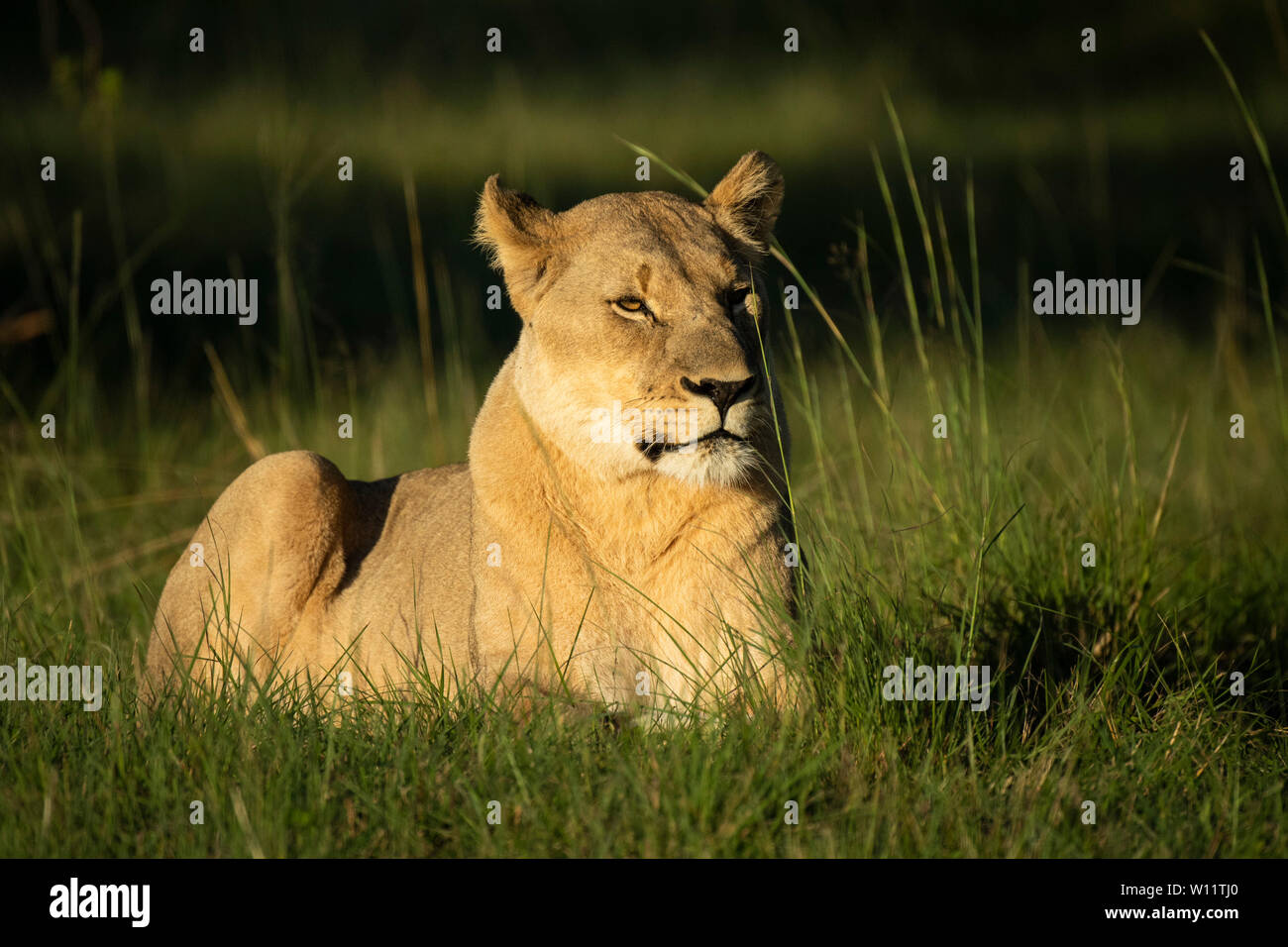 Panthero Lion, Leo, Sibuya Game Reserve, Afrique du Sud Banque D'Images