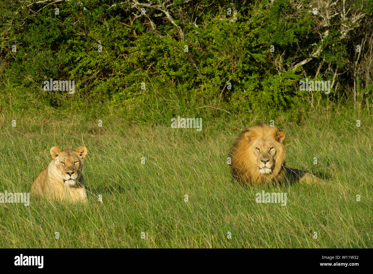 Panthero Lions, Leo, Sibuya Game Reserve, Afrique du Sud Banque D'Images
