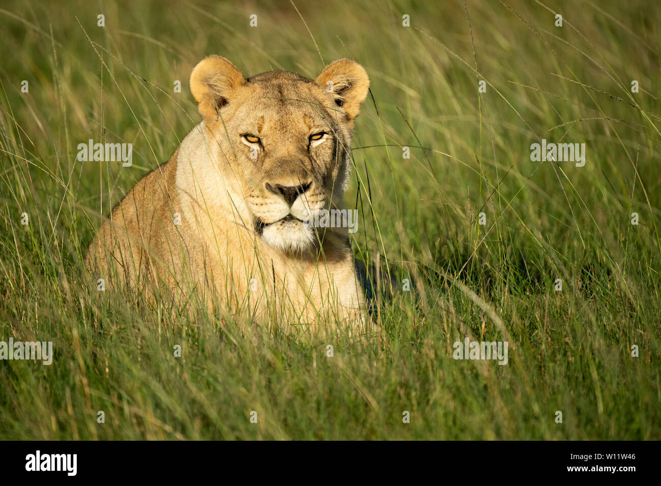 Lionne, Panthero leo, Sibuya Game Reserve, Afrique du Sud Banque D'Images