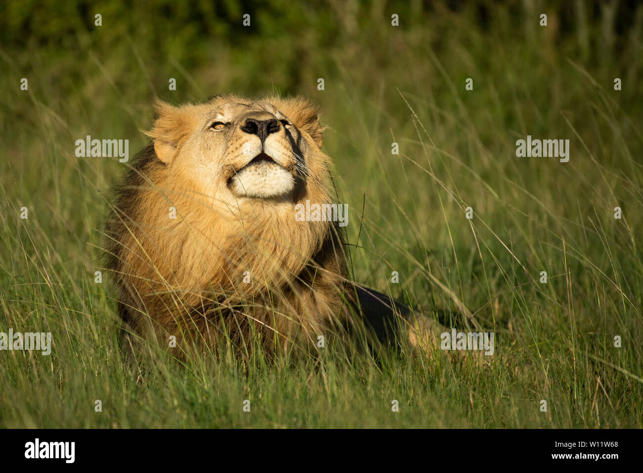 Lion rugissant, Panthero leo, Sibuya Game Reserve, Afrique du Sud Banque D'Images