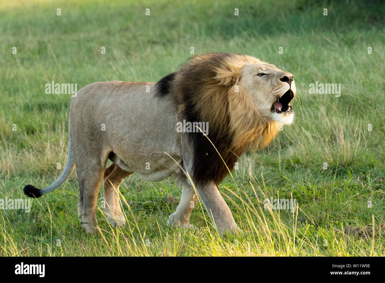 Lion rugissant, Panthero leo, Sibuya Game Reserve, Afrique du Sud Banque D'Images