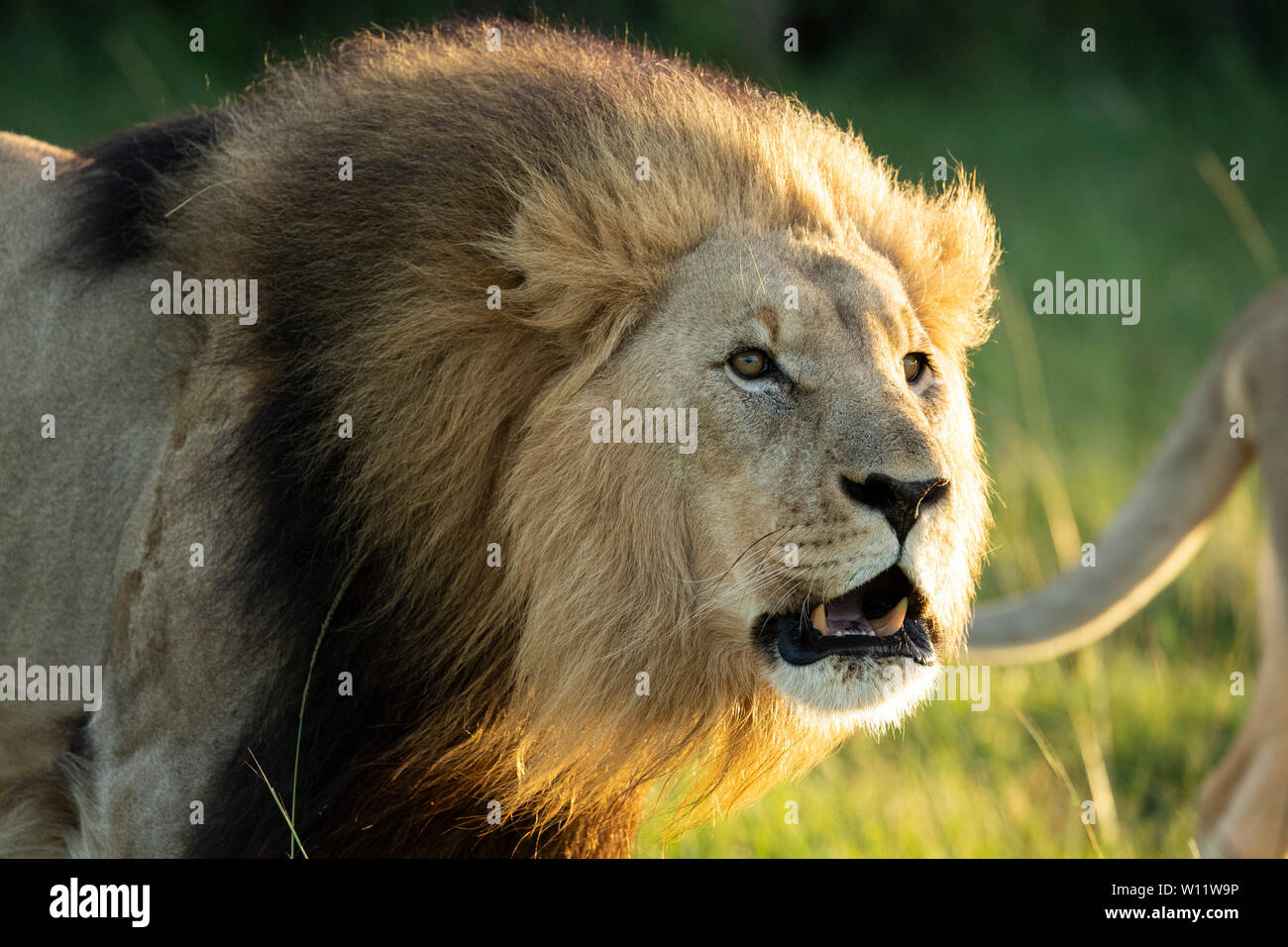 Panthero Lion, Leo, Sibuya Game Reserve, Afrique du Sud Banque D'Images