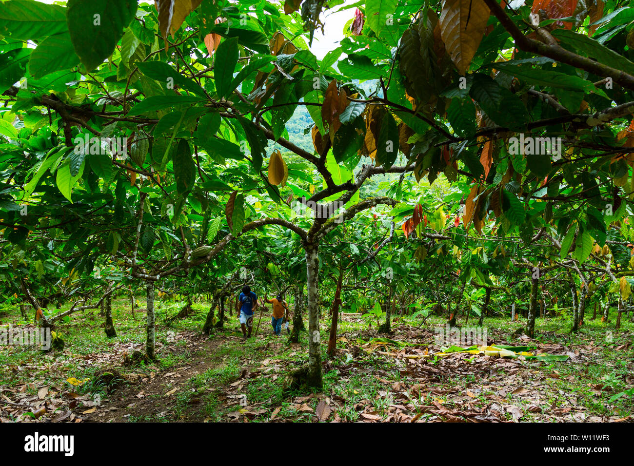 Cacaoyer, cacao, bio Oreba Oeste Arriba Rivière, Groupe ethnique Ngabe, province de Bocas del Toro, PANAMA, Amérique Centrale, Amérique Latine Banque D'Images