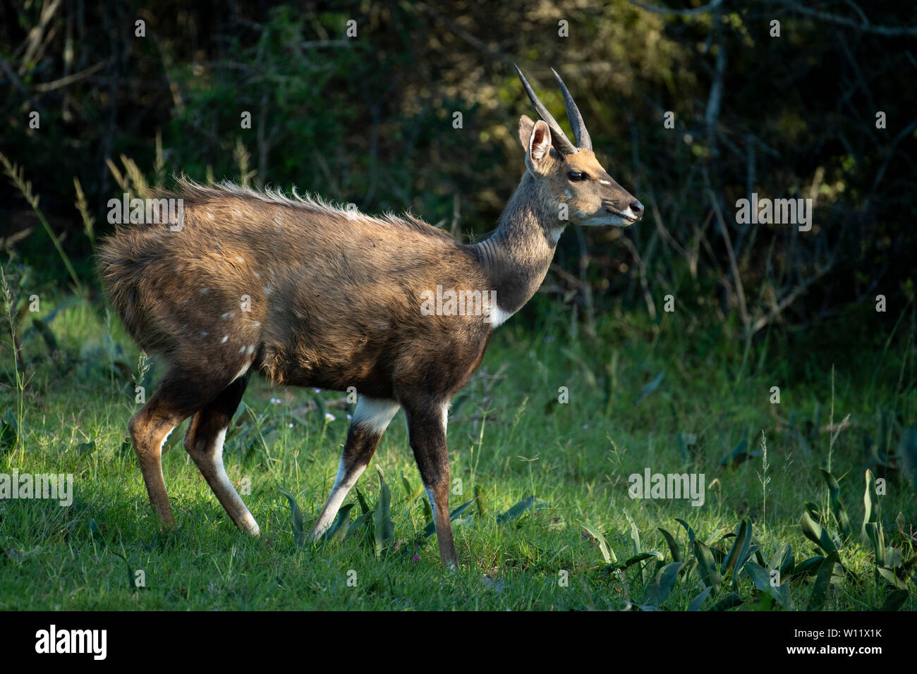 Tragelaphus scriptus, bushbuck mâle, Sibuya Game Reserve, Afrique du Sud Banque D'Images