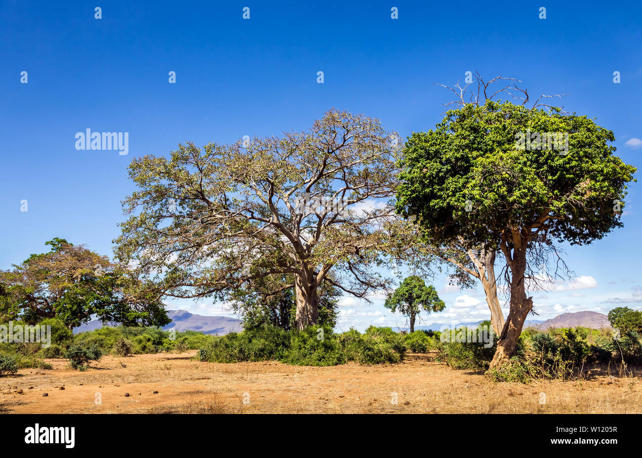 Paysage unique des plaines de savane à acacia tree au Kenya Banque D'Images
