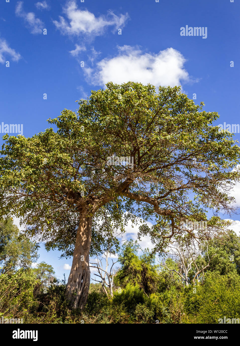 Beau paysage des plaines de savane avec un énorme arbre au premier plan, au Kenya Banque D'Images
