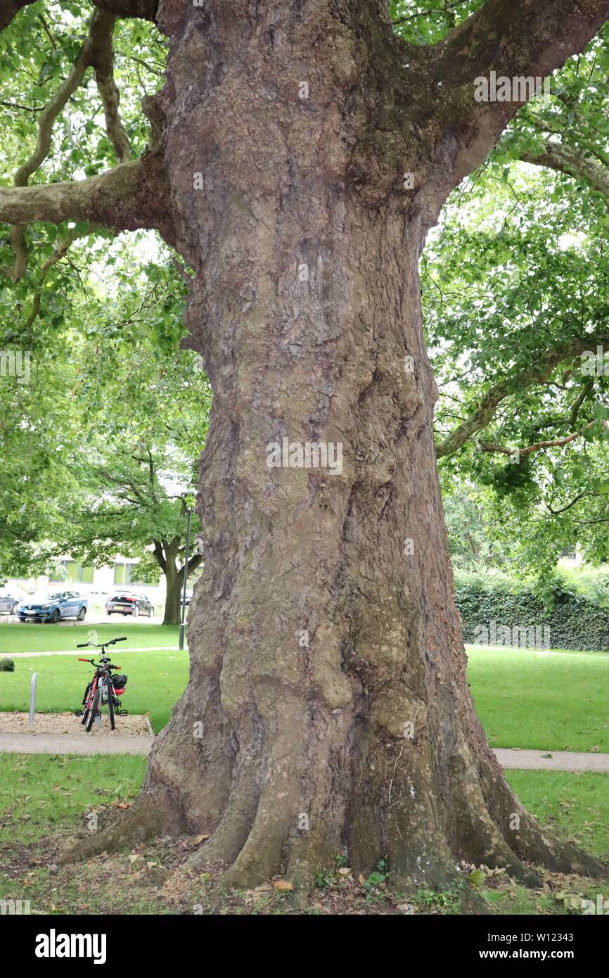 Tronc de l'arbre, l'écorce Banque D'Images