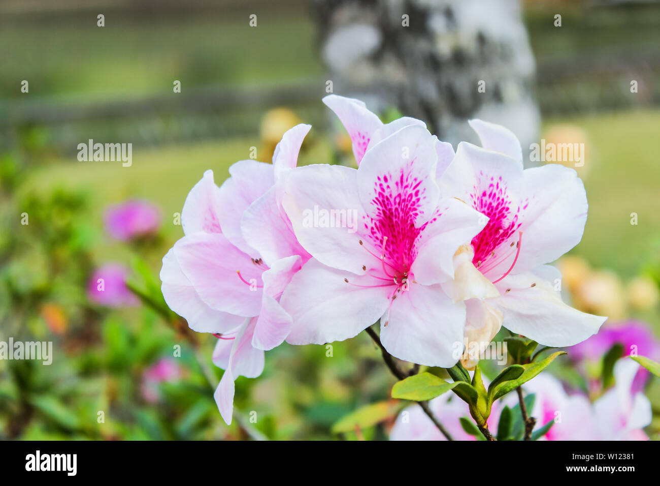 Belle rose clair blanc azalea fleurs fleurir dans une saison hivernale a un jardin botanique et c'est une destination touristique populaire du nord de la Thaïlande. Banque D'Images Belle rose clair blanc azalea fleurs fleurir dans une saison hivernale a un jardin botanique et c'est une destination touristique populaire du nord de la Thaïlande. Banque D'Images