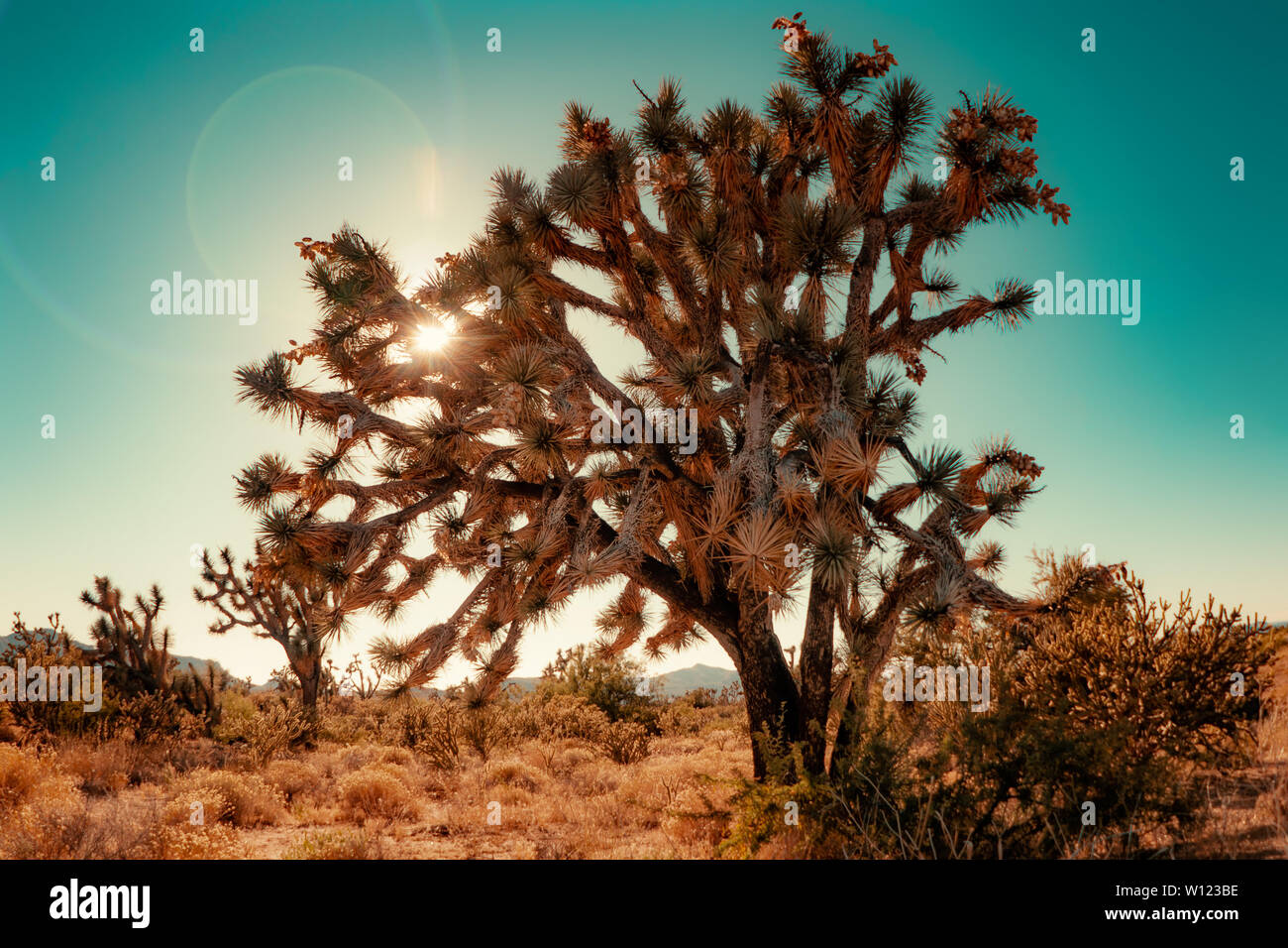 Joshua Tree dans le désert de Californie près de Palm Springs, États-Unis Banque D'Images