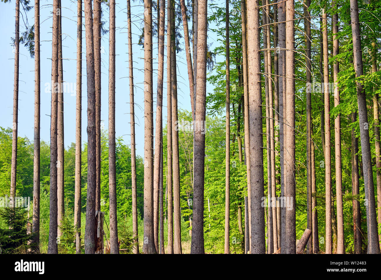 Détail de troncs d'épicéas vu dans une forêt allemande Banque D'Images