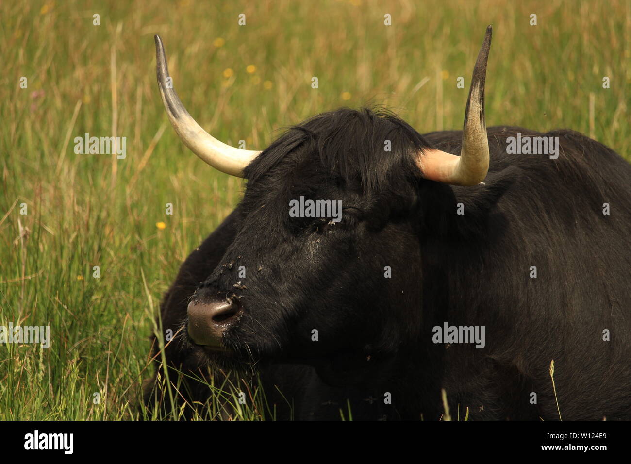 Highland steer noir le pâturage dans le domaine de l'herbe. Banque D'Images