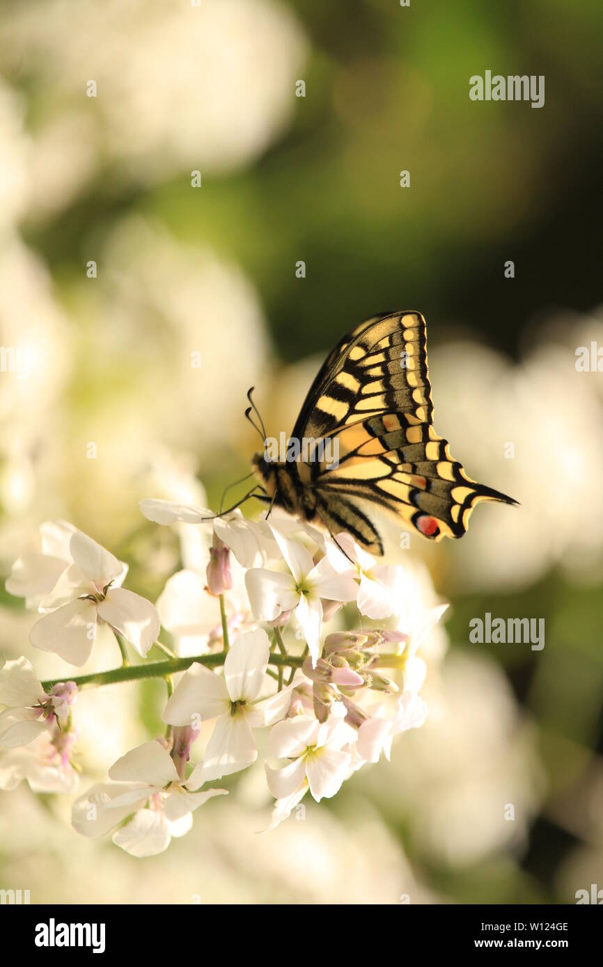 Un seul papillon machaon, Papilio machaon se nourrissant de nectar. Fen Strumpshaw, Norfolk, Angleterre. L'été 2019. Banque D'Images