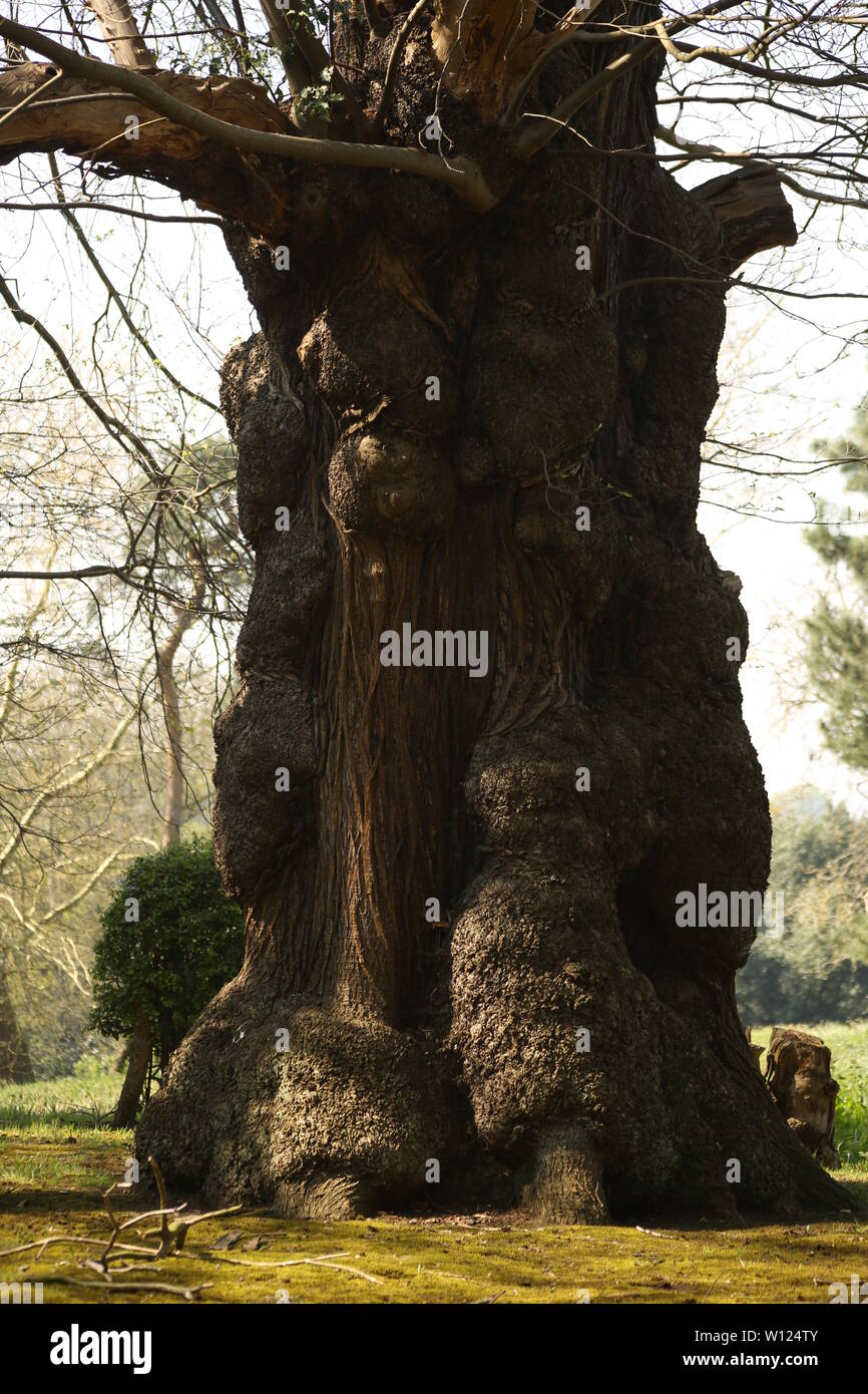 Vieux châtaigniers, Castanea sativa, borde le chemin forestiers à Warley Place réserve naturelle, près de Brentwood, Essex, Royaume-Uni. Banque D'Images