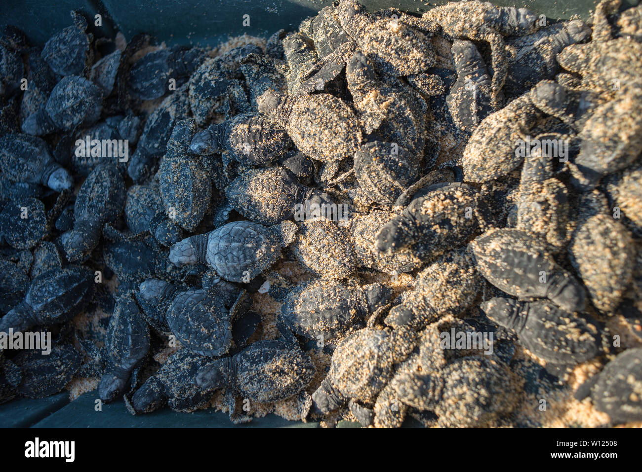 Site de nidification des tortues. Playa Mayto, Jalisco. Le Mexique Banque D'Images