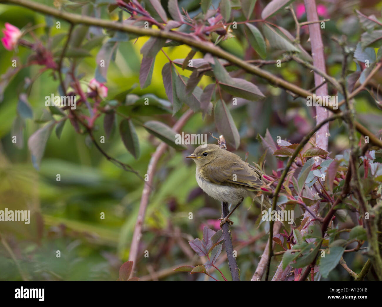 Willow Warbler Phylloscopus trochilus, enfant unique, perché à bush. Worcestershire, Royaume-Uni. Banque D'Images