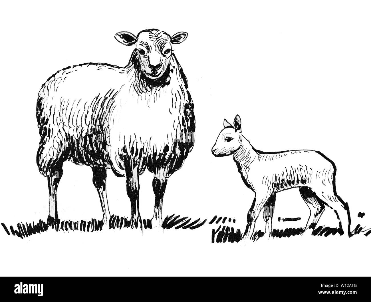 Le Mouton Et Son Bebe Noir Et Blanc Encre Photo Stock Alamy Le Mouton Et Son Bebe Noir Et Blanc Encre Photo Stock Alamy