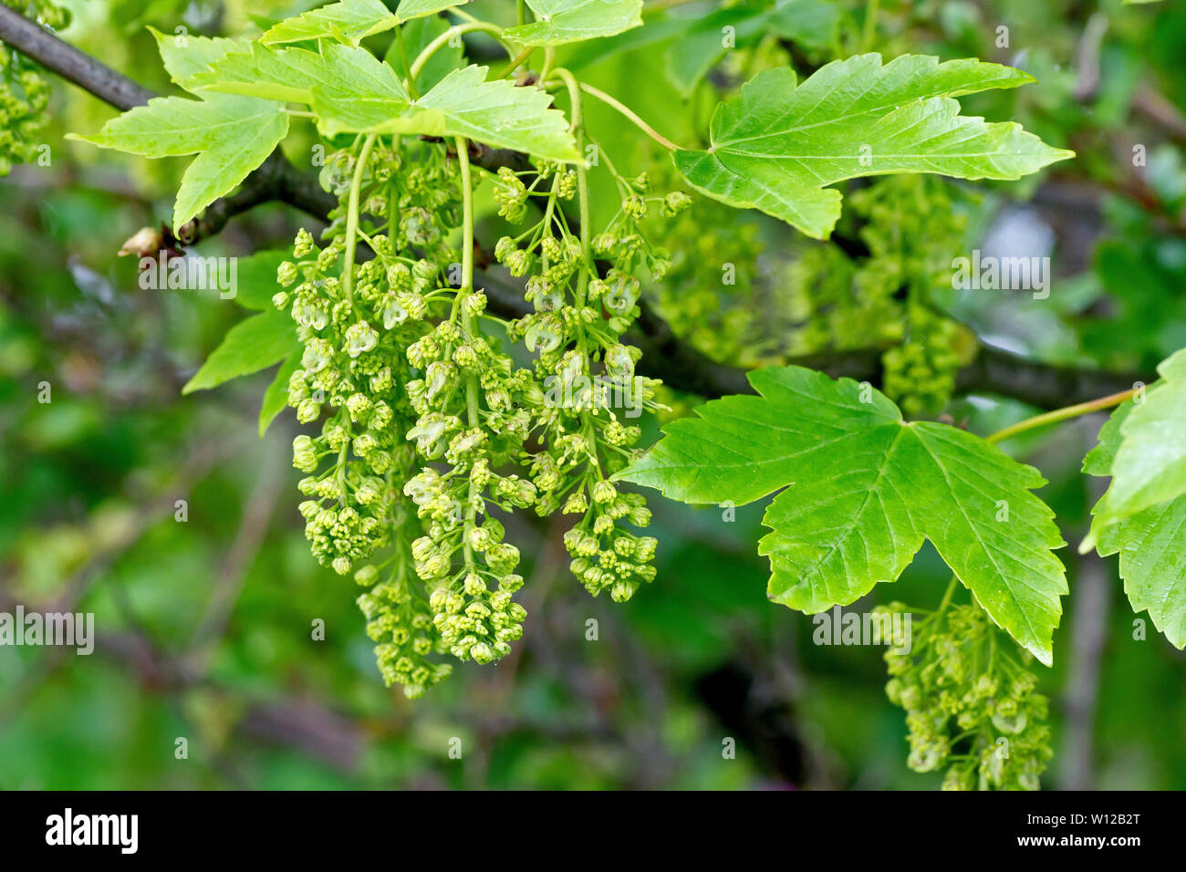 Sycomore (acer pseudoplatanus), close up montrant les fleurs et feuilles sur l'arbre au printemps. Banque D'Images