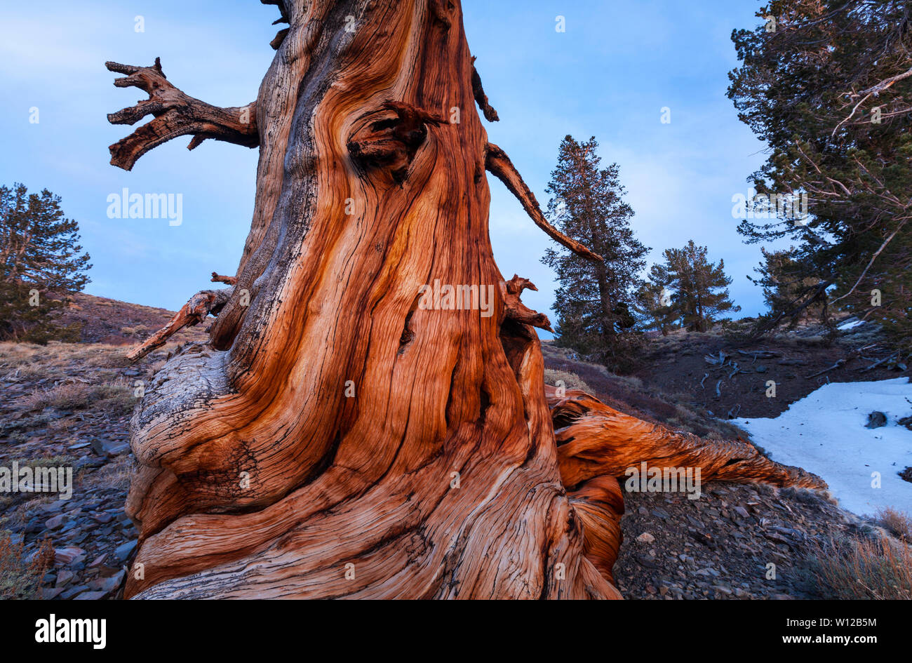 Ancient Bristlecone Pine Forest, Inyo National forest, Montagnes Blanches, en Californie, USA, Amérique Latine Banque D'Images