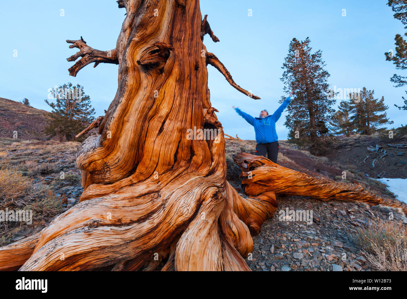 Ancient Bristlecone Pine Forest, Inyo National forest, Montagnes Blanches, en Californie, USA, Amérique Latine Banque D'Images