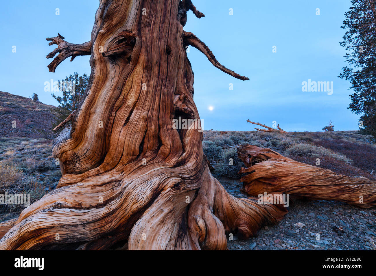 Ancient Bristlecone Pine Forest, Inyo National forest, Montagnes Blanches, en Californie, USA, Amérique Latine Banque D'Images