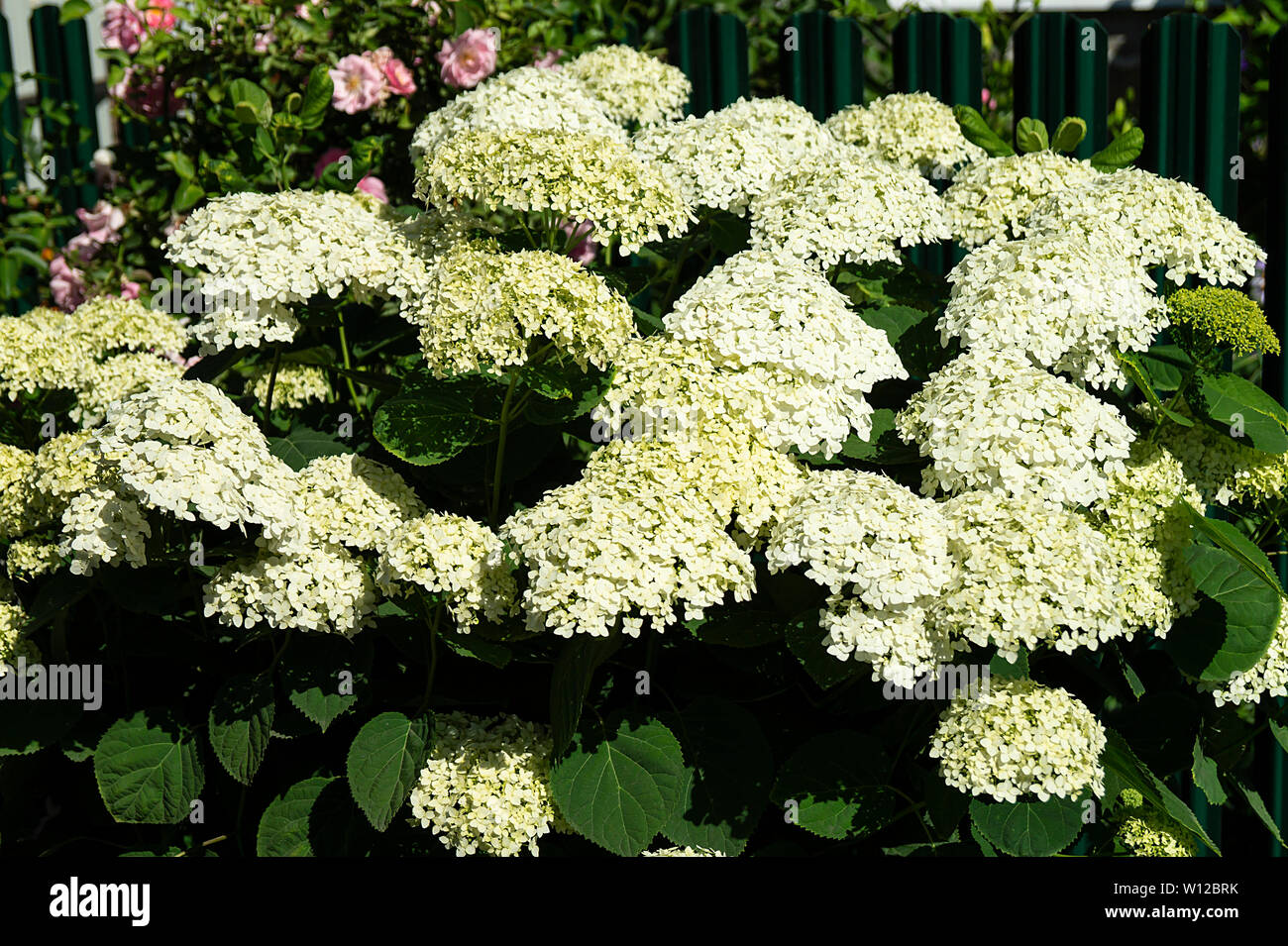 Limelight Hydrangeas In Bloom