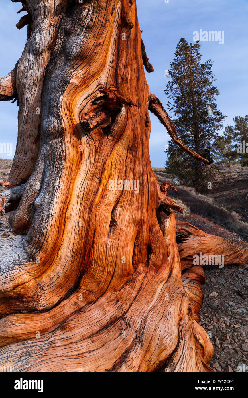 Ancient Bristlecone Pine Forest, Inyo National forest, Montagnes Blanches, en Californie, USA, Amérique Latine Banque D'Images